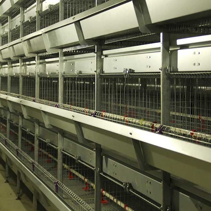 Galvanized Steel A Cage For Poultry , Automatic Ladder Layer Chicken Cage