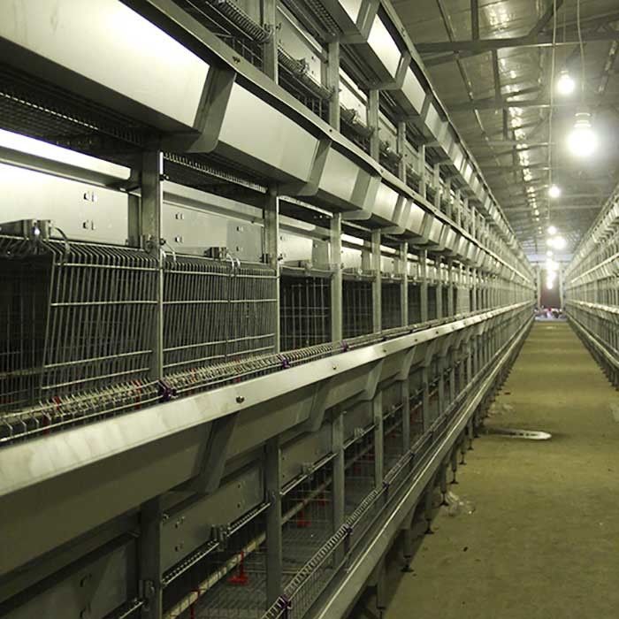 195 * 50 * 35CM Chick Brooder Cage , High Efficiency Cage Layer Farming