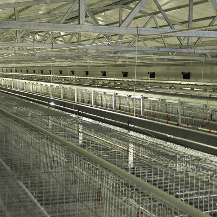 Battery Poultry Farming Equipment , Durable H Type 192 Baby Chicken Cage