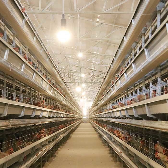 Automatic Laying Poultry Farm Equipments H Type 4Tiers 192 Birds Layer Battery Chicken Cage For Africa Markets