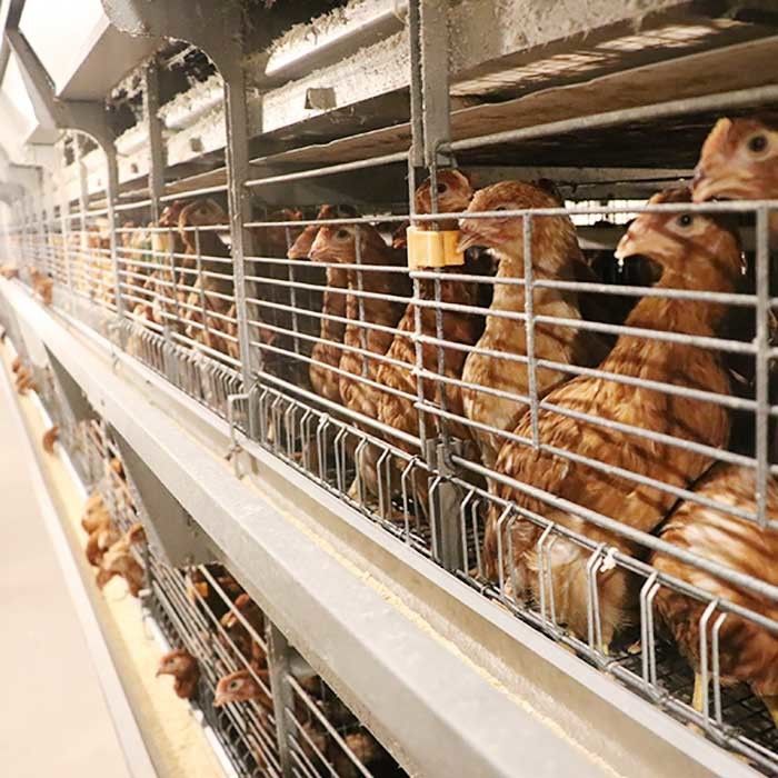 Antirust Chicken Egg Layer Cage Laying Hens Battery Cage Farming