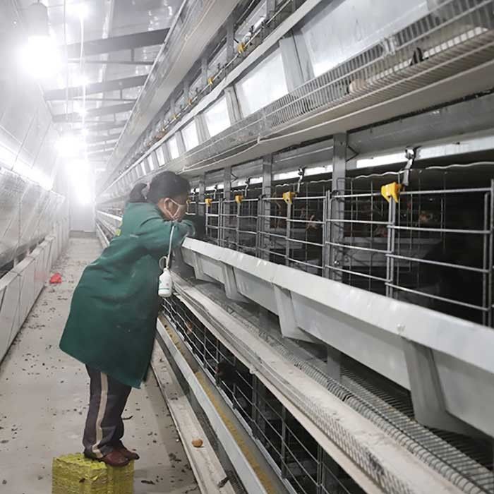 H Type / A Type Layer Poultry Chicken Cage 3 Phase Voltage Belt Type System