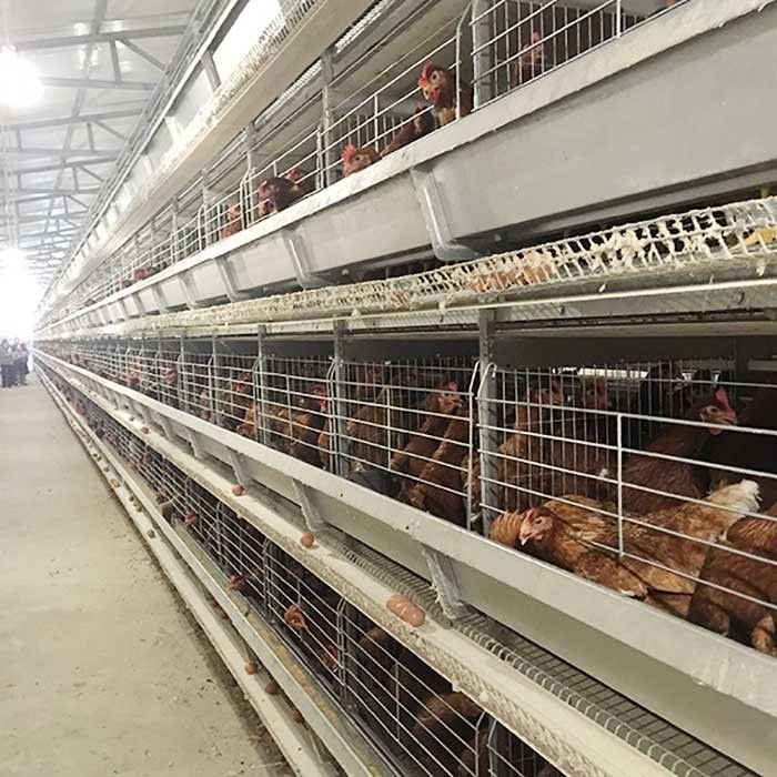 Egg Collecting Wire Poultry Cages , Hot Dipped Galvanized 4 Tier Layer Cage