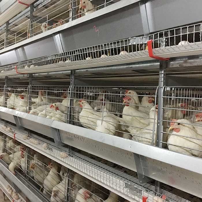 Farm Raising Layer Chicken Cage High Efficiency Labor Saving With Lighting