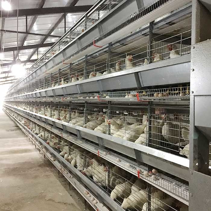 Farm Raising Layer Chicken Cage High Efficiency Labor Saving With Lighting