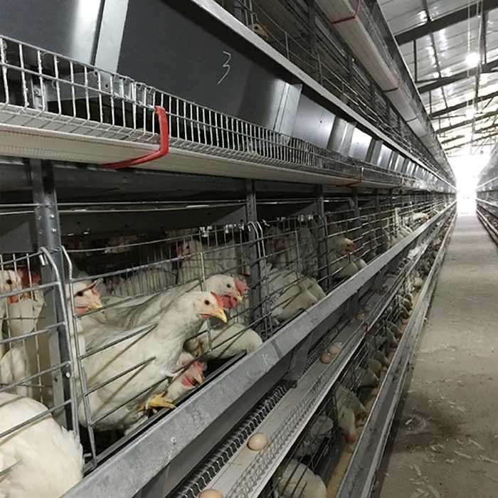 Saudi Arabia H Type Automatic Battery Chicken Cage System Indonesia Poultry Farming Equipment