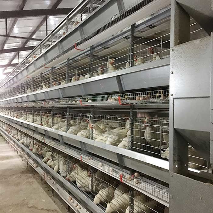 Running Feeder Battery Cage For Poultry , Custom Height Modern Chicken Cages