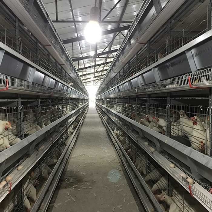 4 - 8.5m Raising Poultry Chicken Cage Battery Control With Auto Egg Collector