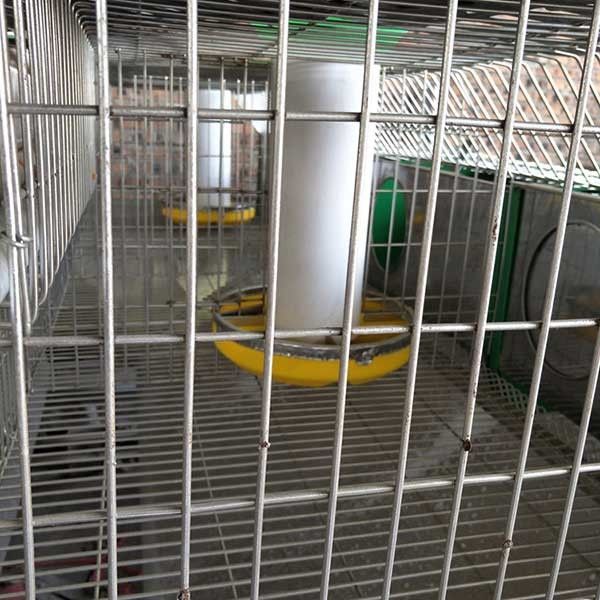 Hot Dipped Galvanized 24 Cells Farm Rabbit Cage With Automatic Cleaning System