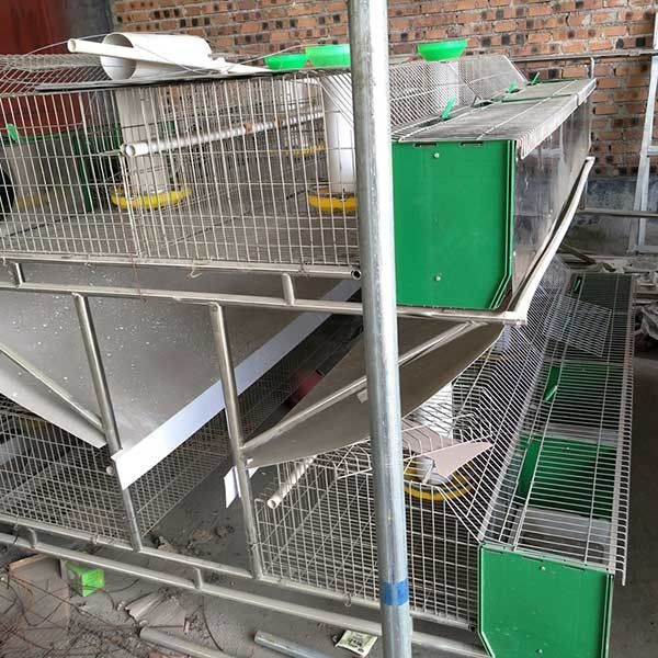 Hot Dipped Galvanized 24 Cells Farm Rabbit Cage With Automatic Cleaning System