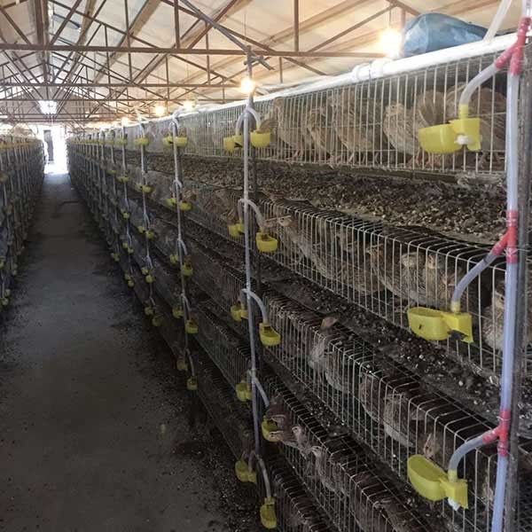 Quail Breeding Wire Mesh Cage , Less Leg Twisting / Injury Poultry Pen House