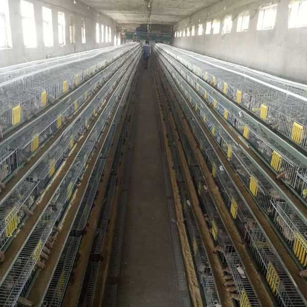 9.5mm Dia 240 - 576 Quail Cage Electric Galvanized For Breeding Industries