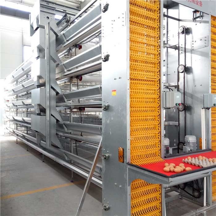 Stable Performance Automatic Egg Collection System Smooth Running With Belt
