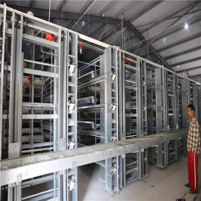 Farm Automatic Egg Collection System No Egg Breakage For Chicken Egg Land Saving