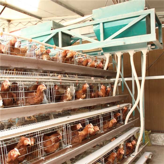 High Density Poultry Feeding Equipment , Broiler Automatic Feeder Energy Saving