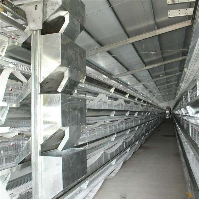 Commercial Automated Poultry Feeding System , Broiler Chicken Farm Equipment