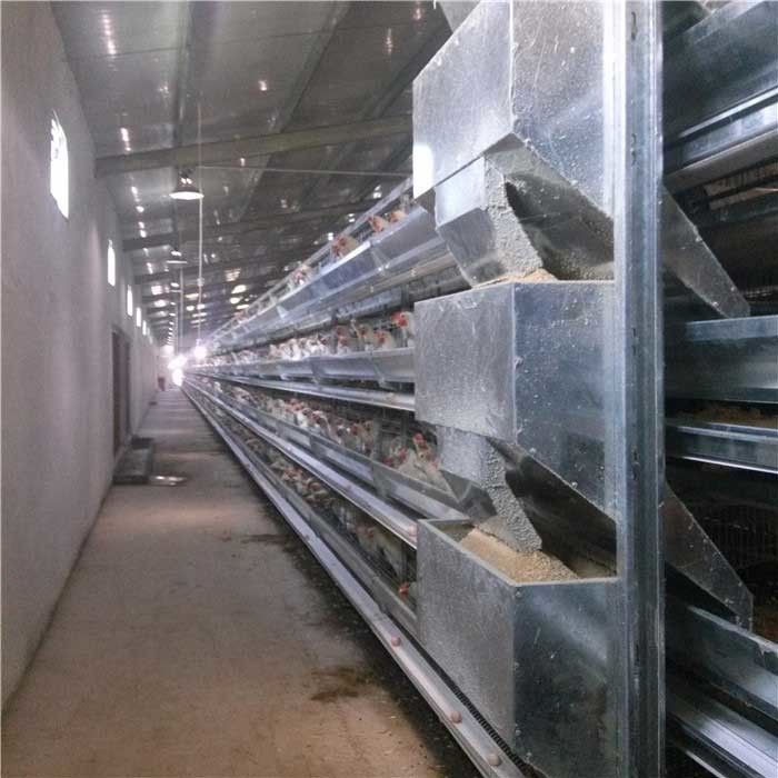 Smooth Running Automatic Poultry Feeder System High Degree Efficiency For Farm