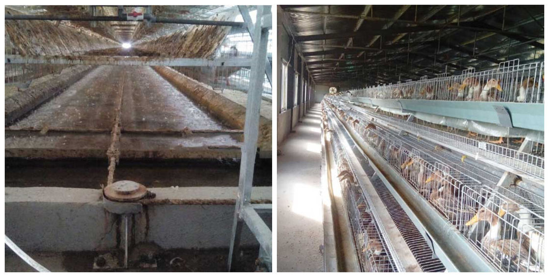 High Productivity Layer Farming Cage , Low Disease rate Wire Poultry Cages