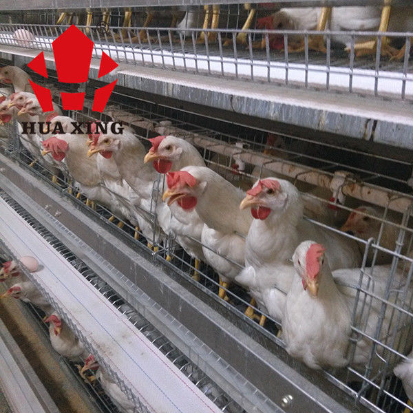 Cage Manufacturer 90 - 160 Birds Hot Galvanized Laying Hen Farming Equipments Layer Chicken Cage