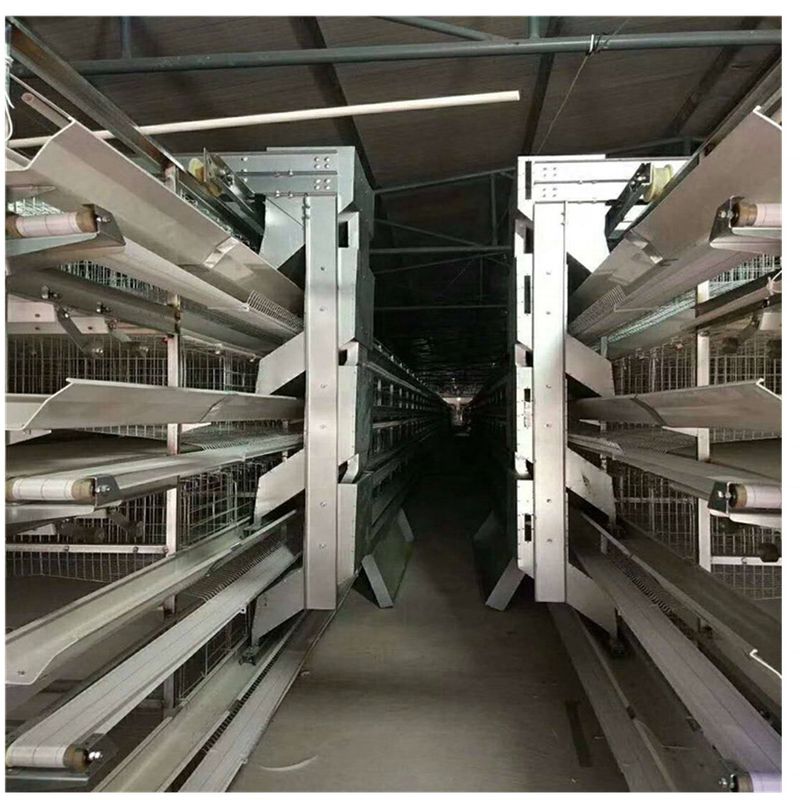 2 Doors 1.25m×1.00m×0.63m Broiler Chicken Cage For Farming