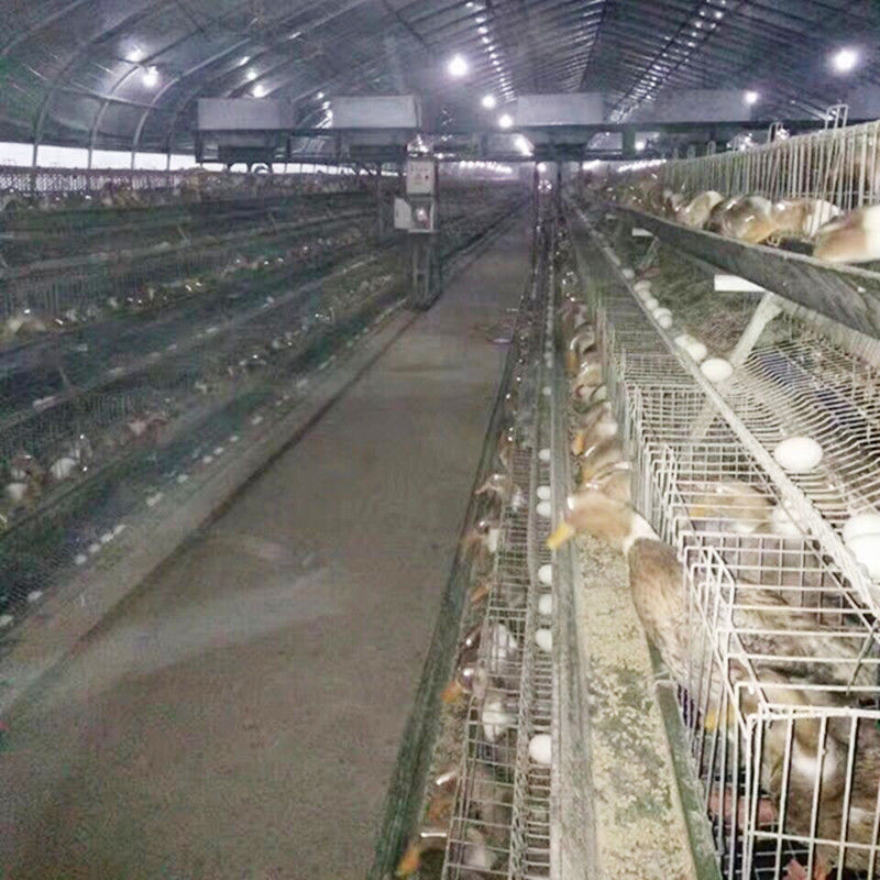 A Frame Chicken Layer Duck Breeding Farming Cage For Poultry Farm