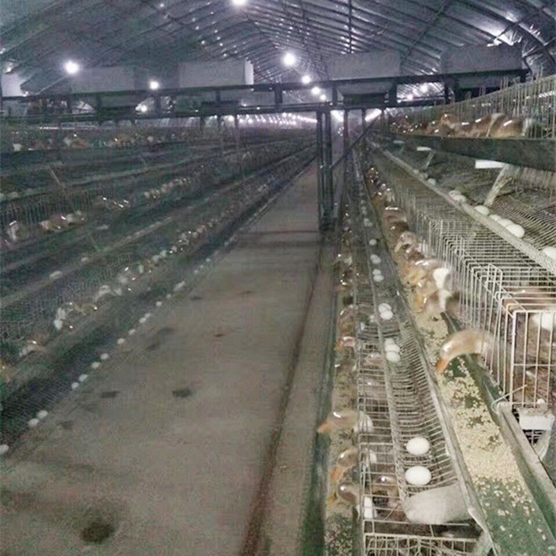 A Frame Chicken Layer Duck Breeding Farming Cage For Poultry Farm