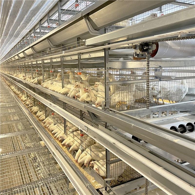 Poultry Farming galvanized Egg Layer Chicken Cage For 5000 Birds