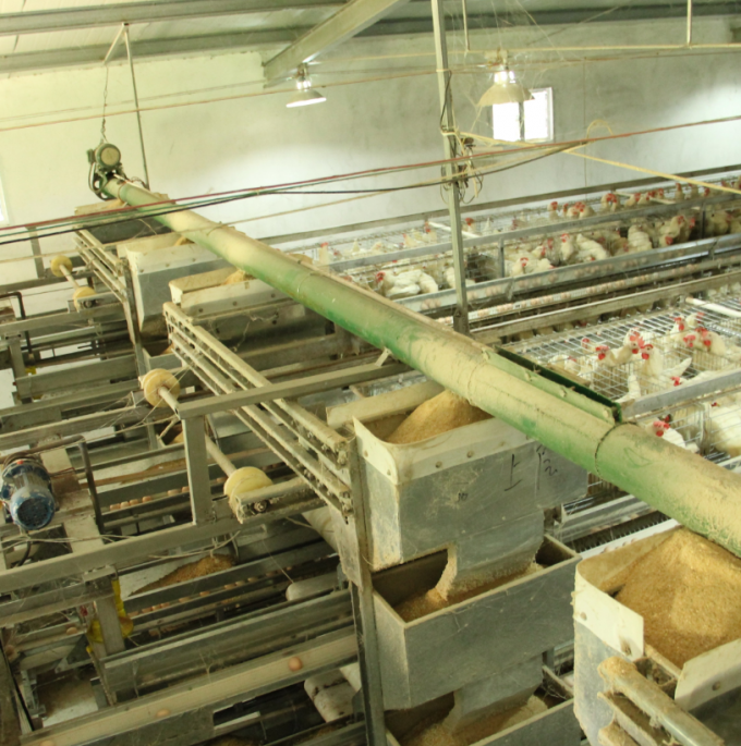 China Henan Huaxing Poultry Equipments Co.,Ltd. latest company news