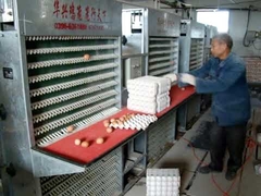 A Type Automatic Chicken Battery Poultry Cages For Laying Farms