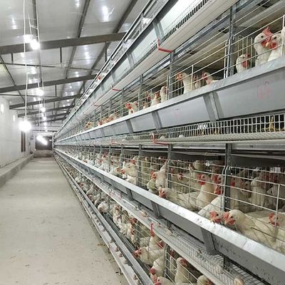 120 * 60 * 70cm Poultry Chicken Cage Automatic Control Labor Saving Eco Friendly