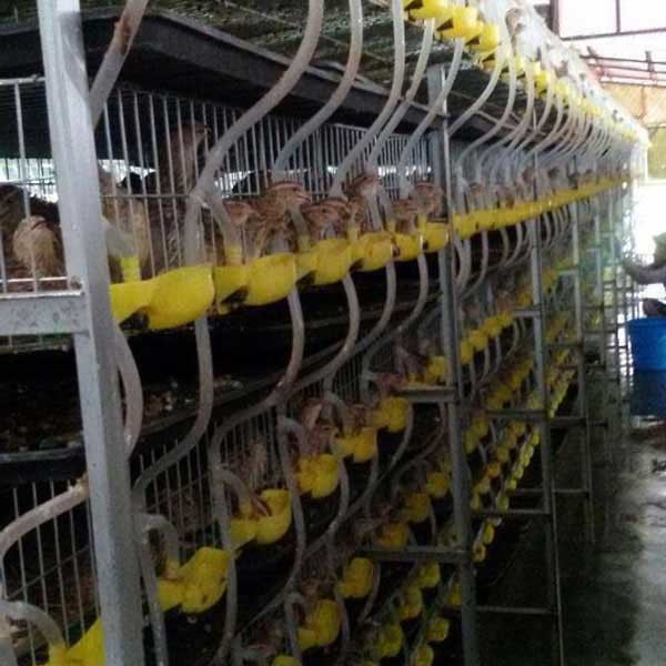 6 Tier 2 Doors Battery Cage For Quail Hot Galvanized Steel